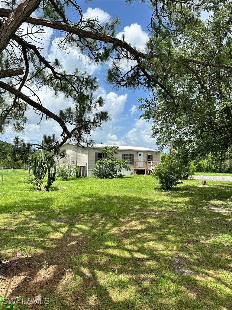 451 Bald Cypress
